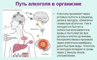 Сколько держится пиво в организме