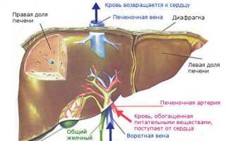 Антибиотики и вино: совместимость