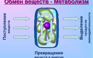 Почему толстеют от алкоголя: можно ли поправиться