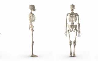 Строение и функции ноги человека: кости, мышцы и сосуды
