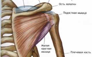 Особенности иммобилизации плечевого сустава