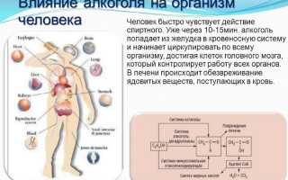 Можно ли пить алкоголь после Корвалола