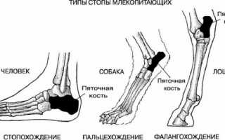 Функции, особенности строения и анатомия костей стопы человека